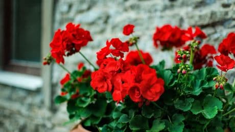 Ni orquídea ni hortensia: la planta de interior que florece en primavera y apenas requiere cuidados, perfecta para los menos habilidosos con la jardinería