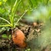 Landwirtschaft: Anzahl der Biohöfe geht zurück - Fläche wächst