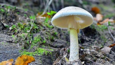 Death cap mushrooms: What are the symptoms of mushroom poisoning?