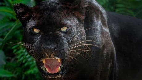 Fears big cat prowling in sleepy Worcestershire town as mutilated corpse discovered