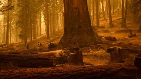 A Biologist Highlights The Tragedy Of Converse Basin Grove, Where One Company Chopped Down Over 8,000 Giant Sequoia Trees