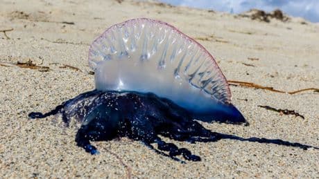 Plages fermées : que sont les physalies qui menacent les baigneurs du Sud-Ouest ?