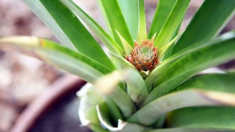 Ananas selber pflanzen: So geht das