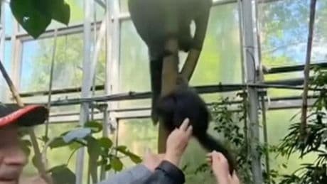Manhunt for family who filmed themselves in cruel act with spider monkey at zoo