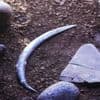 World's oldest boomerang doesn't actually come back