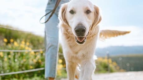 Vet's clever way to test if your dog is dehydrated in seconds