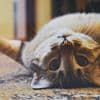 Europarlement stemt in met wet verplicht chippen honden en katten