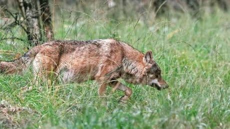 Probleem voor probleemwolf: nieuwe wetgeving moet afschot mogelijk maken