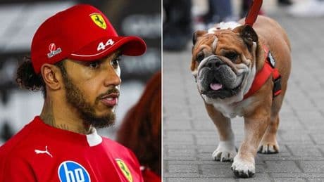 Lewis Hamilton's well-travelled dog suffering with serious illness as carer issues update