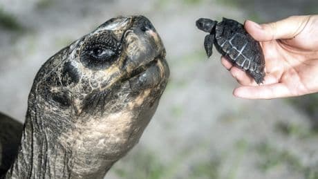Miami zoo tortoise turns 135 and celebrates his first Father’s Day