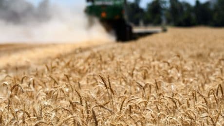 Cereales más baratos y agricultores en apuros gracias a una cosecha récord