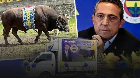 Ali Koç'un boğası Artvin'de kaybetti