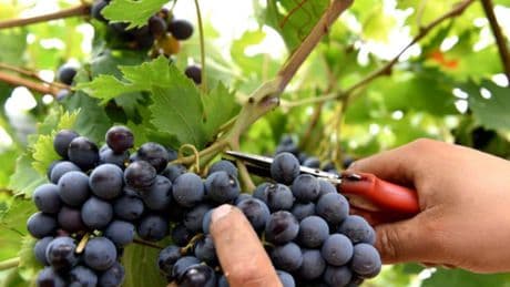 Vendemmia da record, ma c’è il nodo consumi