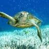 The 'underwater bushfire' cooking Australia's reefs