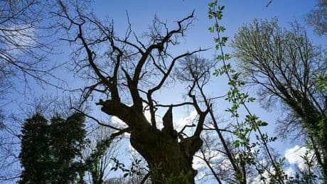 Tegeler Forst: Wie hat der älteste Baum Berlins den Sturm überstanden?