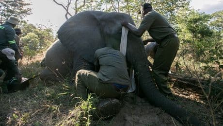 Zimbabwe has a deadly elephant problem