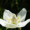 Dit is misschien wel de mooiste bloem van het universum