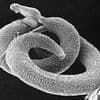 Scientists discover how terrifying cancer-causing parasitic worm can penetrate your body... without you feeling a thing
