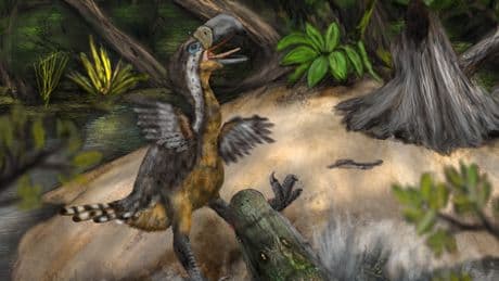 Teeth marks on fossil show ‘terror bird’ may have been killed in vicious battle with caiman 13 million years ago