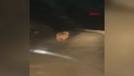 Yaylaya inen ayı arı kovanlarını parçaladı