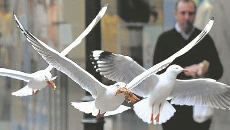 Bizkaia extrema la vigilancia tras dos nuevos focos de gripe aviar en gaviotas