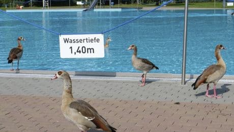 Überpopulation: Aiwanger will Jagd auf Nil- und Rostgänse erleichtern