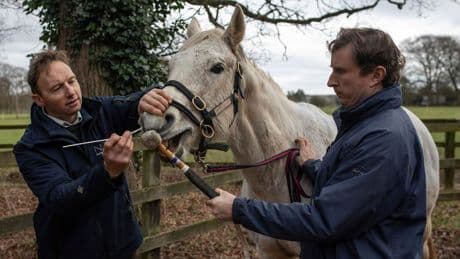 Did Horses Trigger The 1918 Flu Pandemic?