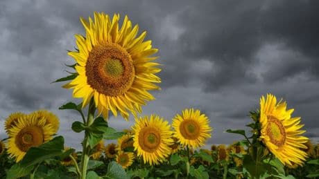 Wetterdienst sagt weiterhin Schauer und Gewitter voraus