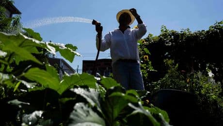 Green spaces are key to combating record heat in marginalized communities