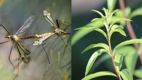 Zanzare, la citronella e altre 11 piante che non conosci per tenerle lontane