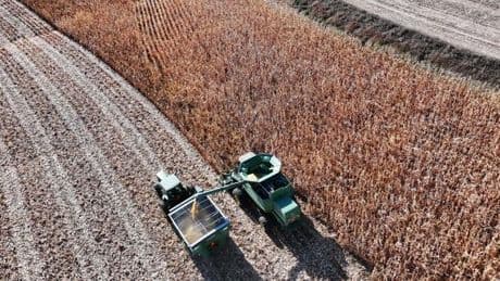 « Les marchés céréaliers sont secoués comme des pruniers »