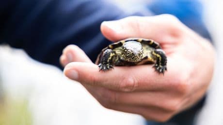 Naturschutz: Wiederansiedlung: 500. Sumpfschildkröte wird ausgewildert