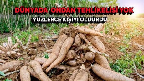 Her yıl 200 kişinin ölümüne neden oluyor! Dünyada ondan daha tehlikeli yiyecek yok: Bu şekilde tüketmeyin