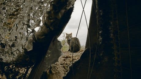 Tiere und Krieg | Rettung für Katze, Hund und Pferd