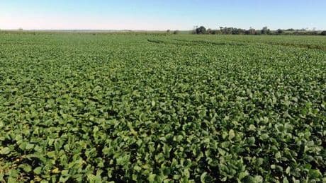 Aux Etats-Unis, deux chercheurs chinois accusés d’avoir introduit illégalement un champignon toxique pour les récoltes