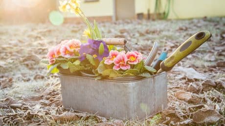 Mai: Das verraten die Eisheiligen für Ihre Gartenarbeit