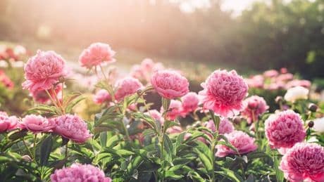 Gardening expert says avoiding 'common mistake' will make your peonies thrive