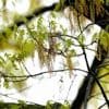 Spring allergies are back. Here's how to check pollen levels and keep from sneezing