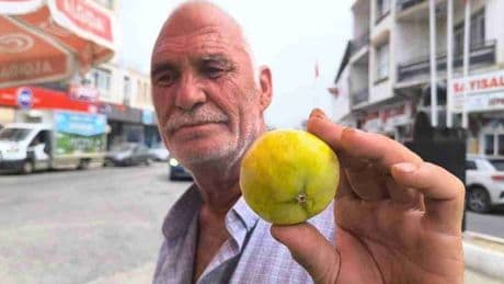 Eskiden kiloyla alınırdı, şimdi taneyle! Kilosu 250 lirayı bulunca vatandaş isyan etti
