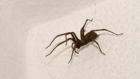 Spinnen in der Wohnung loswerden: Diese Hausmittel helfen