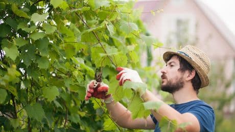 Gartenarbeit im September: Worauf es im Garten jetzt ankommt
