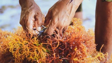 Seaweed Innovations Transform Food, Pharmaceutical And Fashion Futures