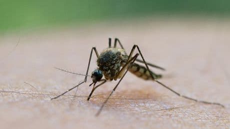 Insekten: Trockenheit bremst Mücken im Norden aus
