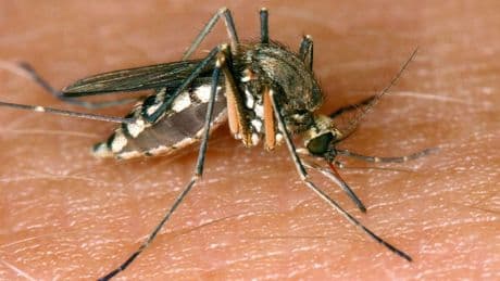 Drei weitere Tote in Italien durch West-Nil-Virus