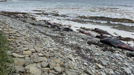 Pod of 23 whales found dead on Orkney beach may be left to decompose naturally