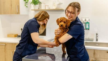Tiermedizin: Online-Terminbuchung und digitale Patientenakte – Start-up Rex expandiert mit Tierarztpraxen