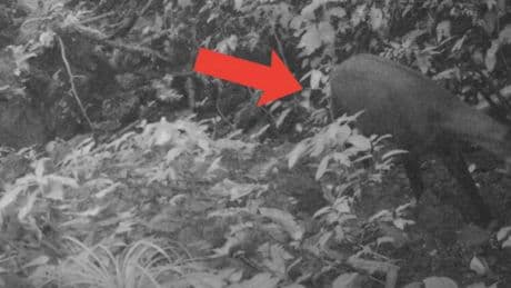 Secuencian el genoma de un 'unicornio' visto hace 12 años y tratan de averiguar si sigue vivo