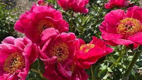 Bustling crowds and bus rides are part of the annual peony pilgrimage to Michigan