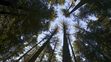 When heat and drought stress trees, the consequences can be tragic