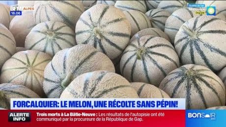 Forcalquier : une année favorable pour la culture du melon
